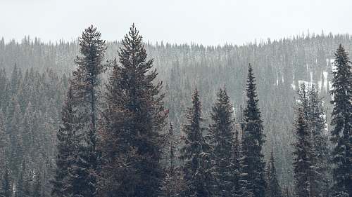 grey pine trees on snowy weather at daytime big sky